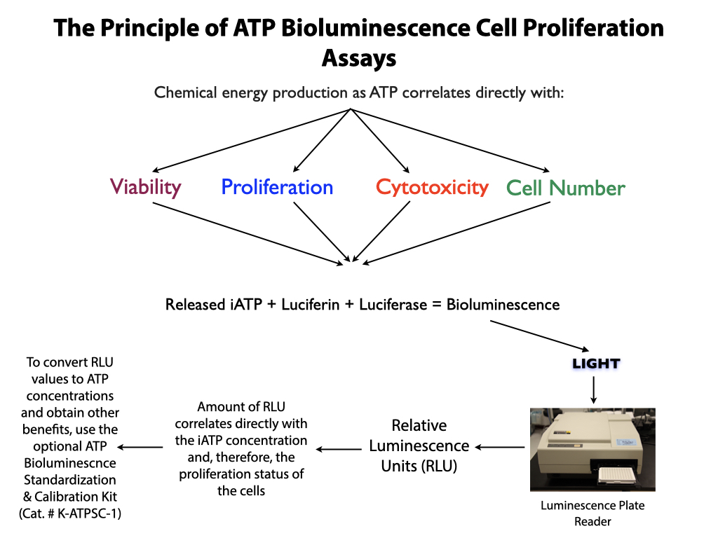 Principle of ATP bioluminescence technology to measure tumor cells using CellaGlo™